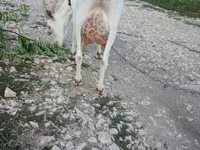عنزة, Saanen goat — الصورة 2