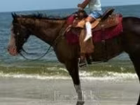 Toychoq, American paint horse — 7-rasm