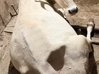 Kuh, Ukrainian Brown Dairy Cattle — Foto 1