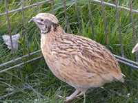 Quails — foto 2