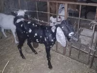 Boucs, Beetal goats — photo 7