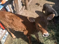 Vacă, Rasa Jersey — foto 2