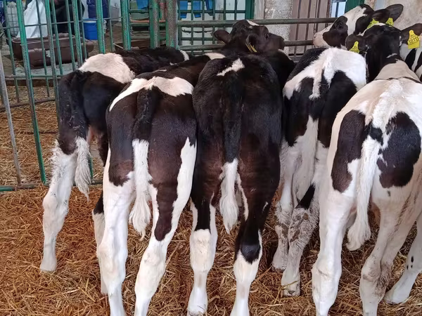 公牛, Holstein breed