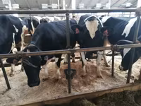 Vacă, Rasa Holstein — foto 1