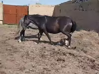 فرس, Horse breed — الصورة 3