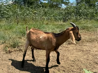 Boucs, Nubian Goat — photo 2