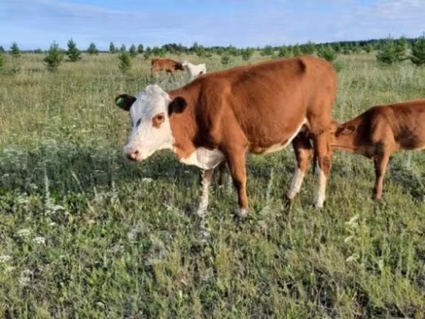 Vache, Hereford