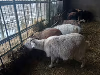 Echki, Alpine goat — 2-rasm
