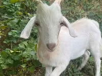 Billy Goat, Goats — photo 2