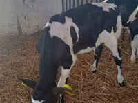 Vacă, Rasa Holstein — foto 1