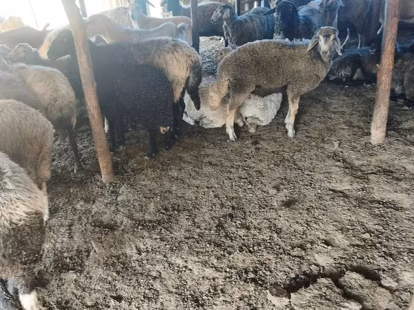 母羊, Sheep