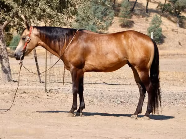حصان, Quarter Horse