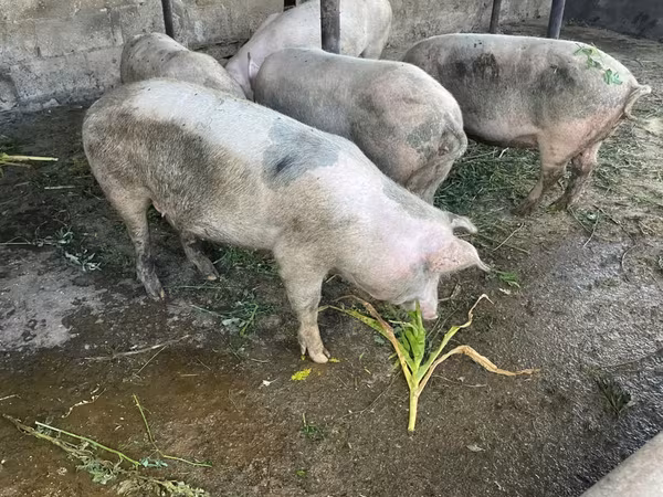 母猪, Pigs — 摩尔多瓦