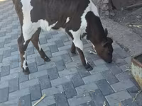 Vacă, Bovine — foto 2