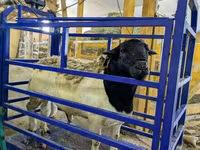 Qoç, Hissar sheep — foto 5