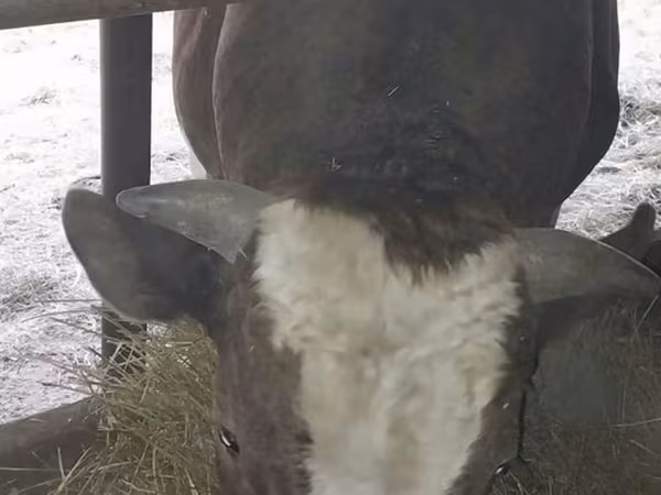 公牛, Cattle — 摩尔多瓦