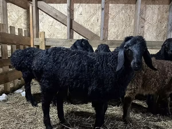 Berbec, Baerchuke sheep
