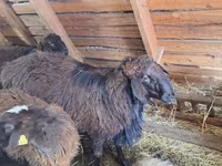 Carneiro, Edilbay sheep — foto 1
