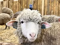 Ram, Sheep — photo 4