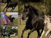 Stute, Rocky Mountain Horse — Foto 1