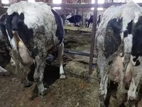 Vacă, Bovine — foto 2