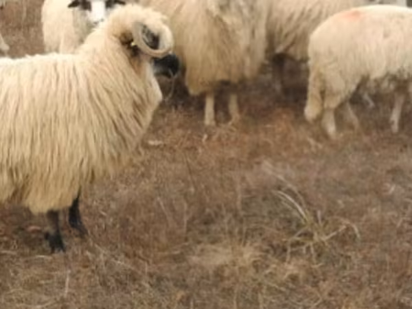 Oaie, Oi — Republica Moldova
