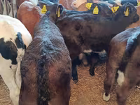 母牛, Limousin cow — 照片 3