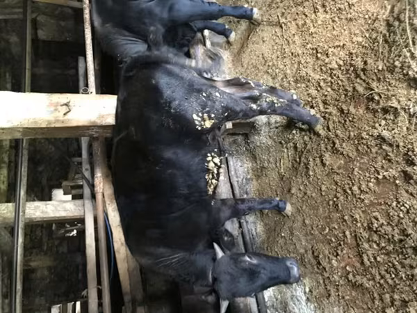 Taureau, Simmental cattle