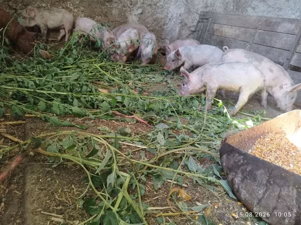 Vier, Porci — Republica Moldova