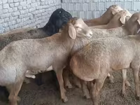 Berbec, Edilbay sheep — foto 1