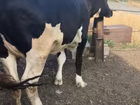 Sigir, Russian Black pied cattle — 1-rasm