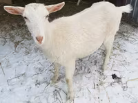 Capră, Saanen goat — foto 2