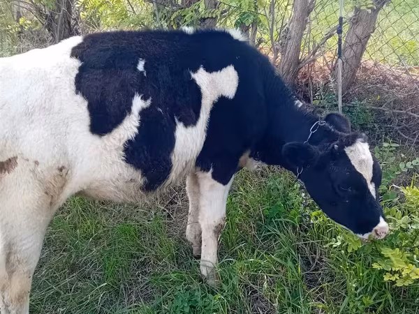Sigir, Gollandiyalik zot — Moldova