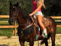 Jument, Quarter Horse — photo 8