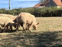 Berbec, Charollais sheep — foto 2