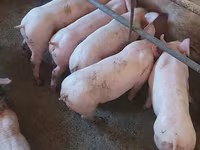 Vier, Porci — foto 4