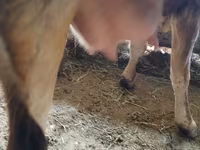 Vache, Race Alatauskaya — photo 4