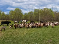 Widder, Kuibyshev sheep — Foto 7