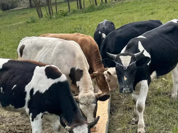 Bulle, Holstein-Rasse