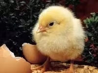 Chickens — foto 1