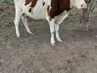 Cow, Cattle — photo 2