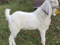 Cabra, Nubian Goat — foto 4