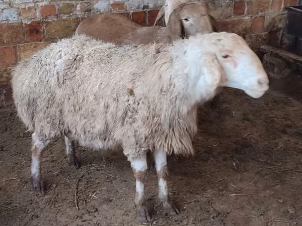 Qoyun, West-Siberian mutton sheep