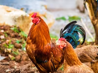 Chickens — foto 1