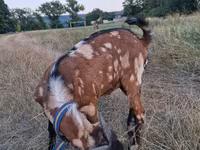 Țap, Nubian Goat — foto 5