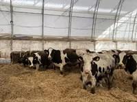 Kuh, Holstein-Rasse — Foto 8