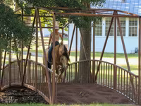 Caballo, Gypsy horse — foto 7