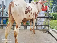 Toro, Ganado vacuno — foto 1