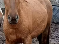 Madyan, American shetland pony — foto 6