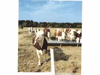 Cow, Montbéliarde — photo 2